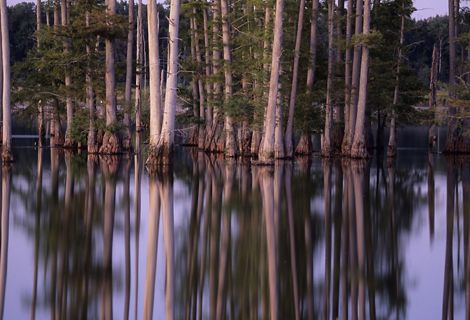 Calm waters surround a stand of trees.